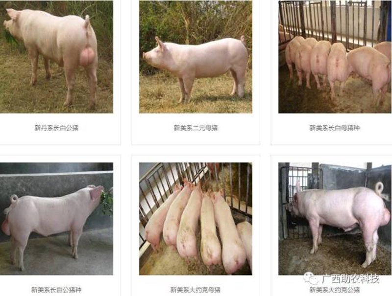 肉牛养殖业新趋势:智能化与绿色化